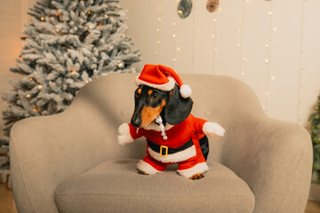 one black dachshund in a Santa Claus costume sits on a gray chair in a room on a Christmas tree background, New Year's portrait of an animal