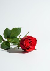 Fototapeta premium A perfect vibrant single red rose rests simply and elegantly on a clean, bright white background. Minimalist still life composition ,valentines day, nature, natural
