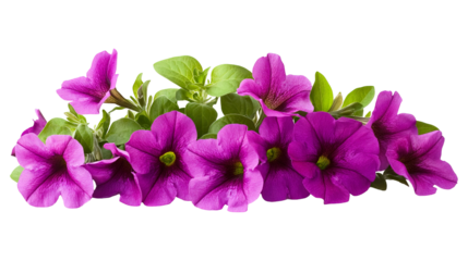 Purple petunia flowers isolated on a transparent white background, clipping path