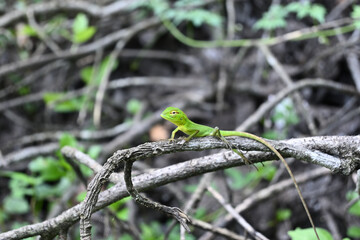 A baby common green forest lizard sits on the top of a twig with a softly focused view