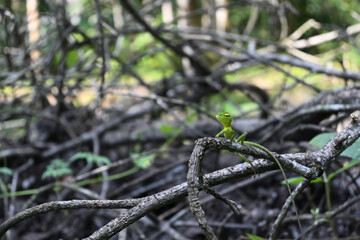 A juvenile common green forest lizard sitting on the dry top of a fallen tree