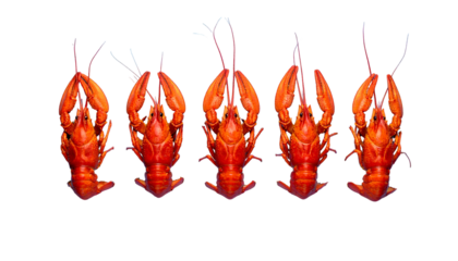 Five cooked crawfish arranged in a row against a black backdrop, top-down view
