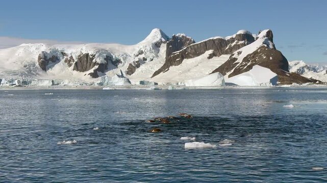 Gentoo Penguins Porpoising and Jumping Out of the Water in the Southern Ocean Sea While Swimming, Antarctica Wildlife Slow Motion of Amazing Penguin Animal Behaviour on Antarctic Peninsula