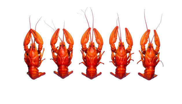 Five cooked crawfish arranged in a row against a black backdrop, top-down view
