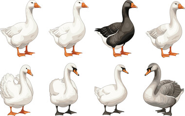 Geese and swans, bird comparison, white feathers, gray plumage, waterfowl illustration, realistic posture, side profile, nature study, animal set, avian species