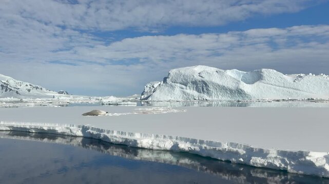 Crabeater Seals resting on the ic in Antarctica