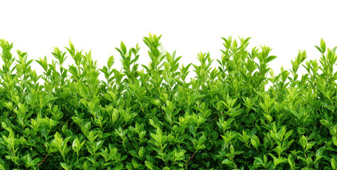 Lush Green Hedge Emphasizing Vibrant Foliage and Natural Beauty isolated on transparent background