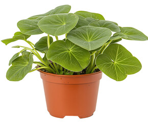 A Close-Up Portrait of an Elderly Woman with Expressive Features Capturing the Depth of Experience and Wisdom in Every Line of Her Face isolated on transparent background