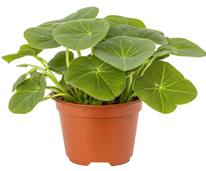 A Close-Up Portrait of an Elderly Woman with Expressive Features Capturing the Depth of Experience and Wisdom in Every Line of Her Face isolated on transparent background