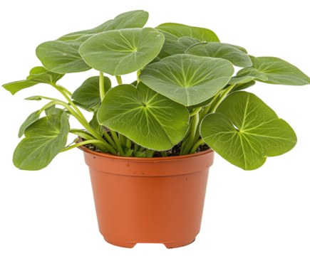 A Close-Up Portrait of an Elderly Woman with Expressive Features Capturing the Depth of Experience and Wisdom in Every Line of Her Face isolated on transparent background - Powered by Adobe