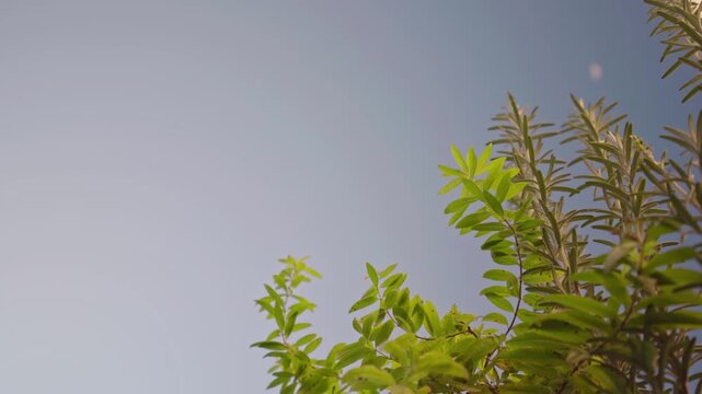 Albero con il cielo sullo sfondo
