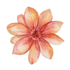 Watercolor illustration of single orange and pink flower with delicate petals. Hand drawn botanical element, isolated on white background, perfect for cards, patterns and design.