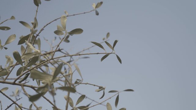Ulivo visto dal basso con il cielo di sfondo - SLOG2