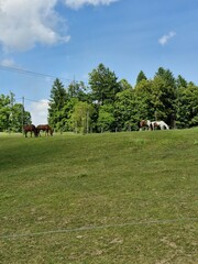 horses in the grass