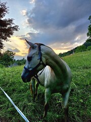 horse in field