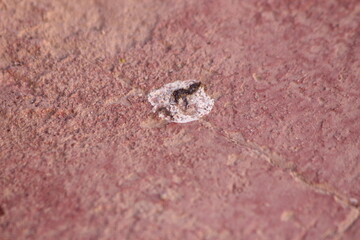 Bird poop on the floor close up