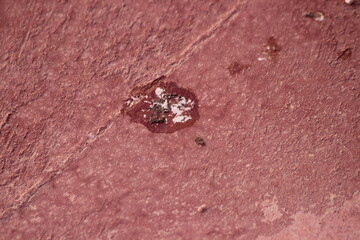 Bird poop on the floor close up