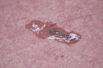 Bird poop on the floor close up