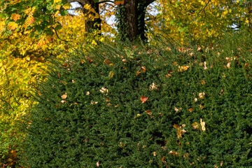 Gefallenes Herbstlaub an einer Hecke im Park