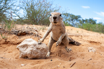Cape Ground Squirrel standing by a stone in the desert