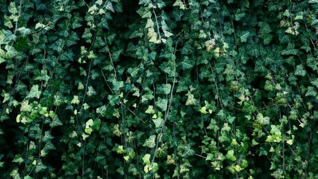 Nature background green leaves (ivy, hedera helix)