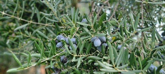 Ripe olives on olive tree branch in Mediterranean orchard