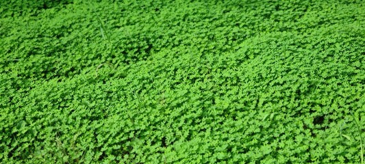 Green Dense Clover Ground Cover in Nature