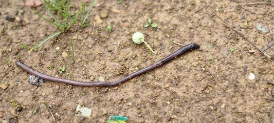Close-up of an earthworm moving across moist soil outdoors