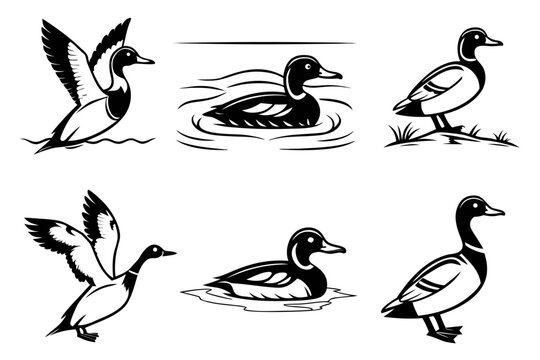 Minimalist canvasback duck icon set