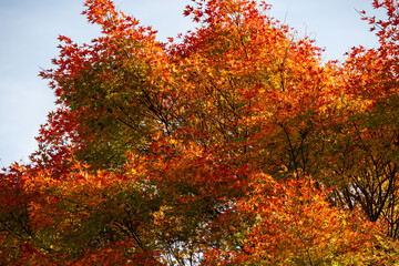 Herbstlich bunt gefärbte Laubbäume