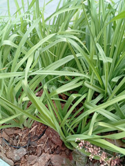Obraz premium Green grass growing in garden during daylight hours, showing lush foliage and vibrant texture