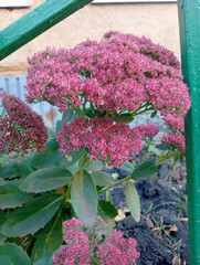 Vibrant pink flowers blooming in garden during early autumn near green trellis under soft sunlight