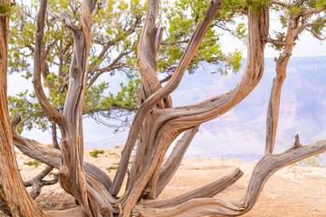 Obraz premium Grand Canyon old desert tree with curved branches