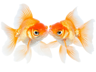 Two Vibrant Goldfish Swimming Gracefully Together, Displaying Their Bright Orange and White Colors  isolated on transparent background