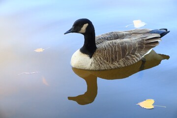 Canada goose relaxing in the river
