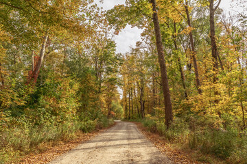 path in autumn forest