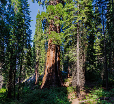 The Historic Boole Tree, Sequoia National Forest, California, USA
