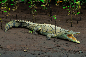 crocodile in costa rica