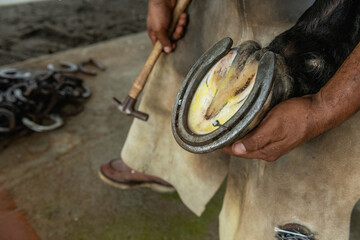 Close-up of a Man Holding Horse's Leg With Horseshoe on a Ranch, Panama, Chiriqui, Central America...
