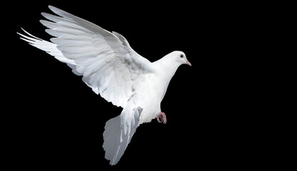 Single white dove (pigeon) in flight with fully spread wings, isolated on a black background. Symbol of peace and freedom