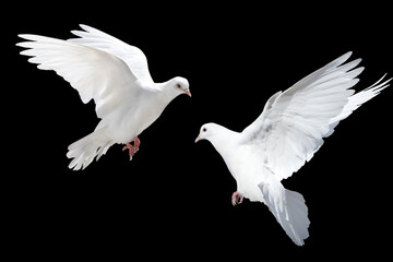 Two white doves (pigeons) flying towards each other, isolated on a black background. Symbol of love, peace, or communication