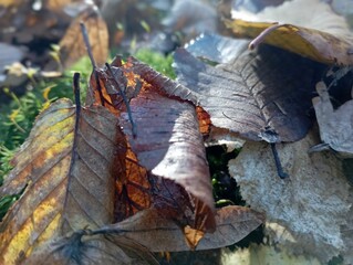 macro texture of dry autumn leaves on forest ground, sunlight rays highlighting details, warm and earthy colors
