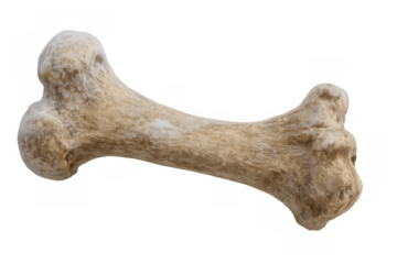Animal bone femur rendering on transparent background