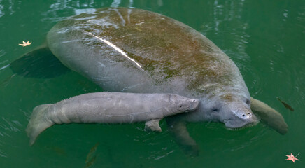 Mother manatee and newborn baby calf In Wekiva River, Florida  © Jeff Stamer