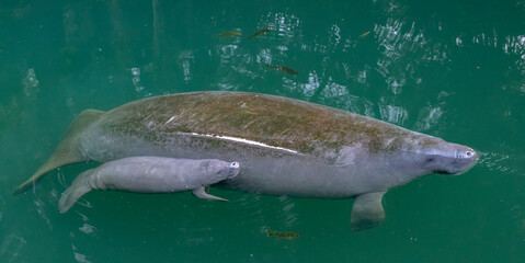 Fototapeta premium Mother manatee and newborn baby calf In Wekiva River, Florida 