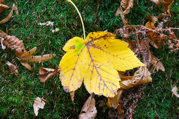 ​A single bright yellow maple leaf rests on a dense green carpet of moss, illustrating a contrast of colors and seasons.