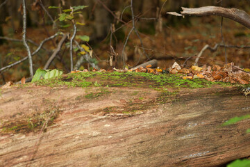 A fallen tree trunk, capped with vibrant green moss and dry autumn leaves, creates a distinct horizontal composition. Its woody texture and warm brown tones contrast with the blurred forest background