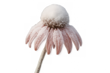 Pink coneflower covered in snow on transparent background