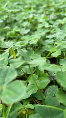 Vibrant green clover leaves covering the ground in a sunny outdoor area