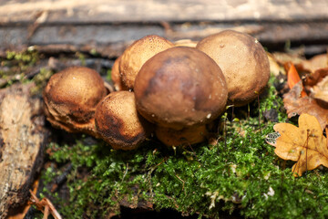 A tight cluster of young rounded mushrooms with dark brown caps grows on a fallen log covered in vibrant green moss. The macro shot emphasizes the textural contrast between the smooth caps, the bright